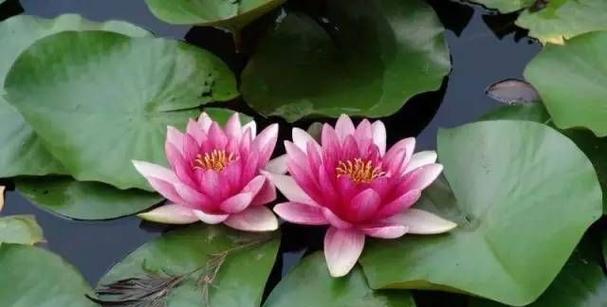 莲花的品种有哪些？不同品种莲花的特性是什么？