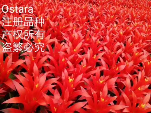 紫微有哪些品种？各自的特性是什么？