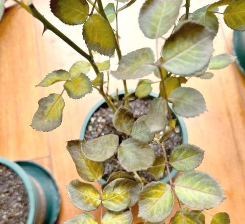 换盆花卉的最佳季节是什么时候？换盆的正确步骤是什么？
