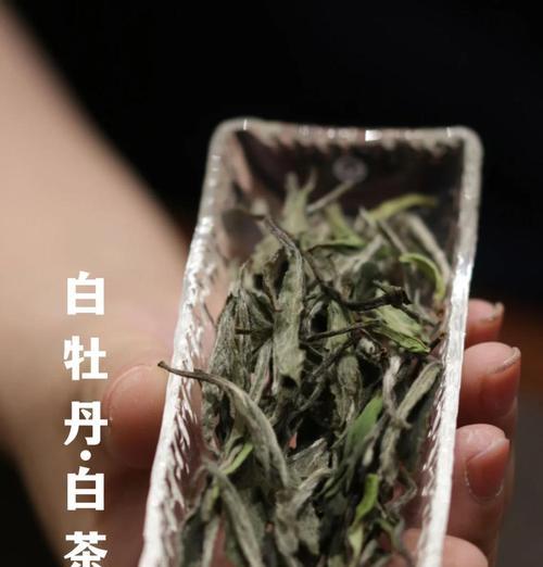 白牡丹叶插繁殖的步骤和技巧是什么？