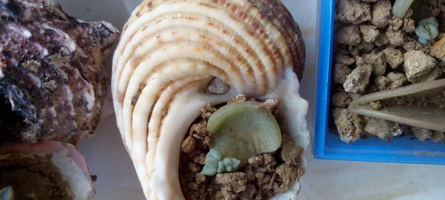 白牡丹叶插繁殖的步骤和技巧是什么？