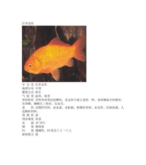 草种金鱼有哪些品种？草种金鱼的饲养方法是什么？