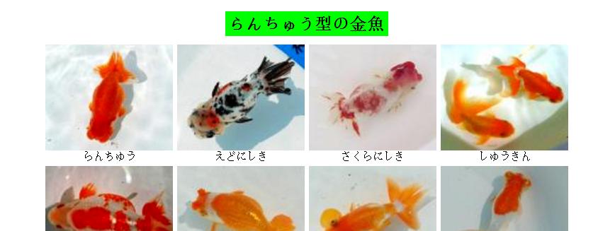 草种金鱼有哪些品种？草种金鱼的饲养方法是什么？