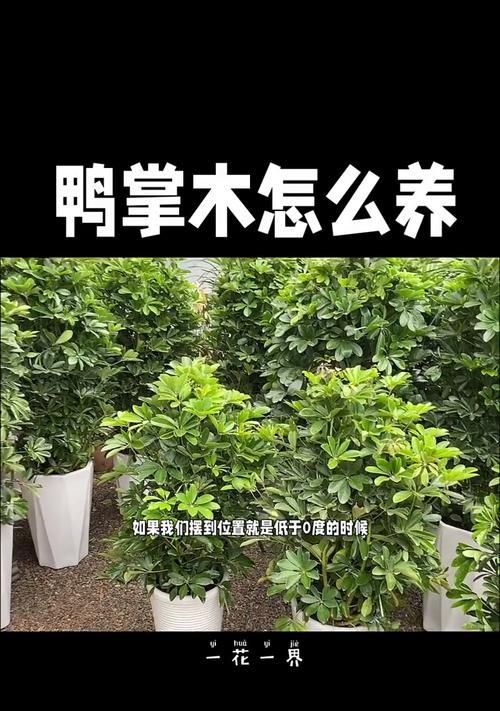 鸭脚木的正确养护方式是什么？