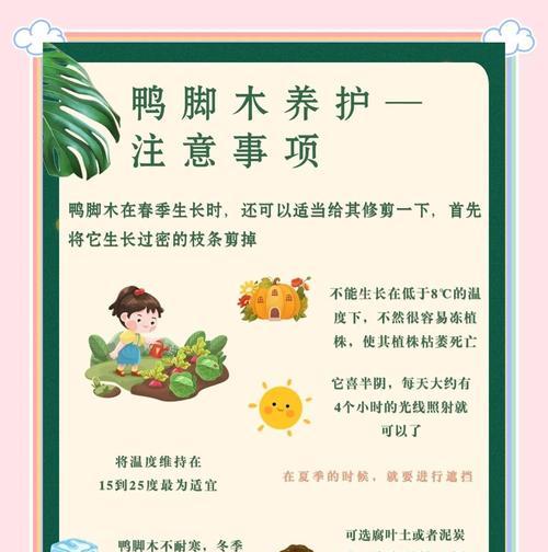 鸭脚木的正确养护方式是什么？