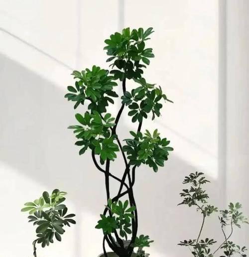 鸭脚木的正确养护方式是什么？
