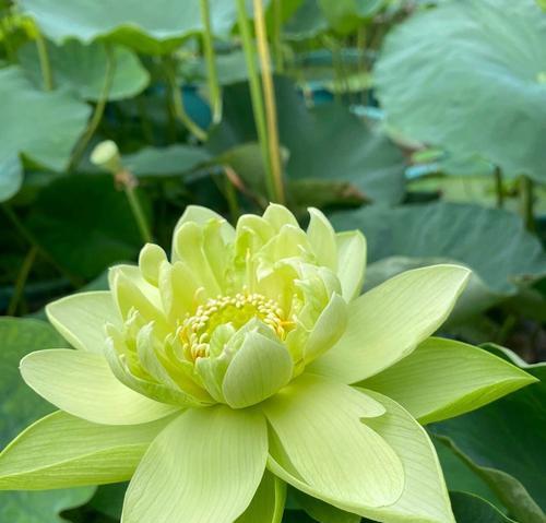 荷花有多少种品种？它们的特点是什么？