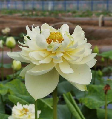 荷花有多少种品种？它们的特点是什么？