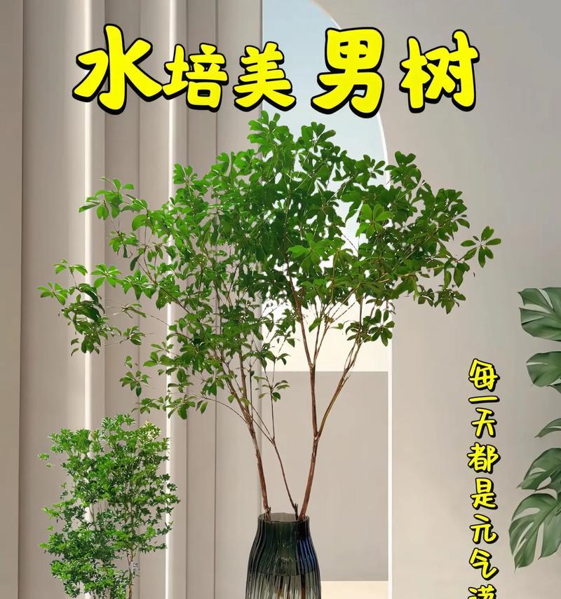水培类植物有哪些？适合家庭种植的水培植物推荐？
