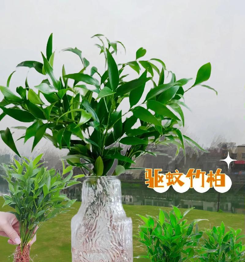 水培类植物有哪些？适合家庭种植的水培植物推荐？