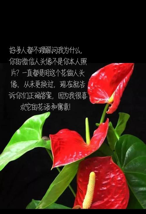 红掌花作为礼物代表什么含义？