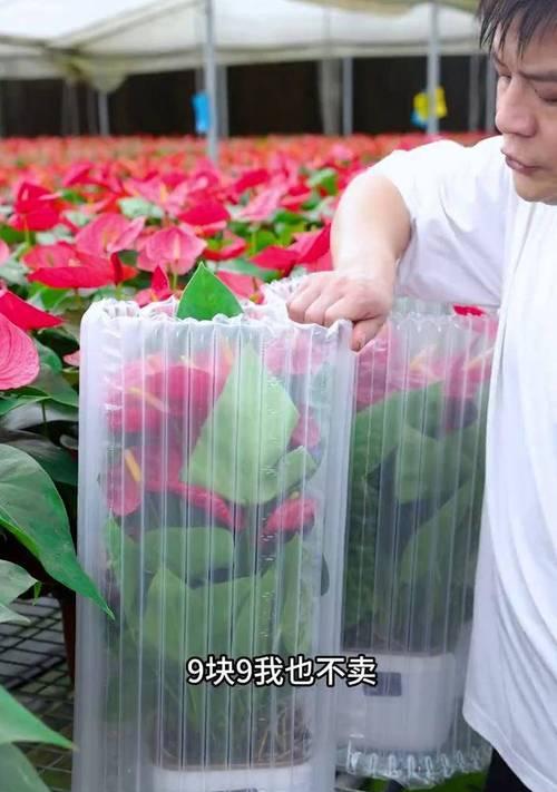 红掌花作为礼物代表什么含义？