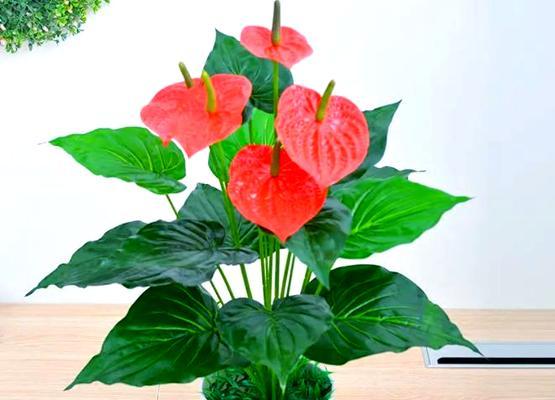 红掌花作为礼物代表什么含义？