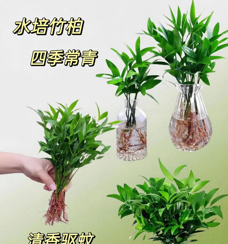 四季常青植物有哪些？
