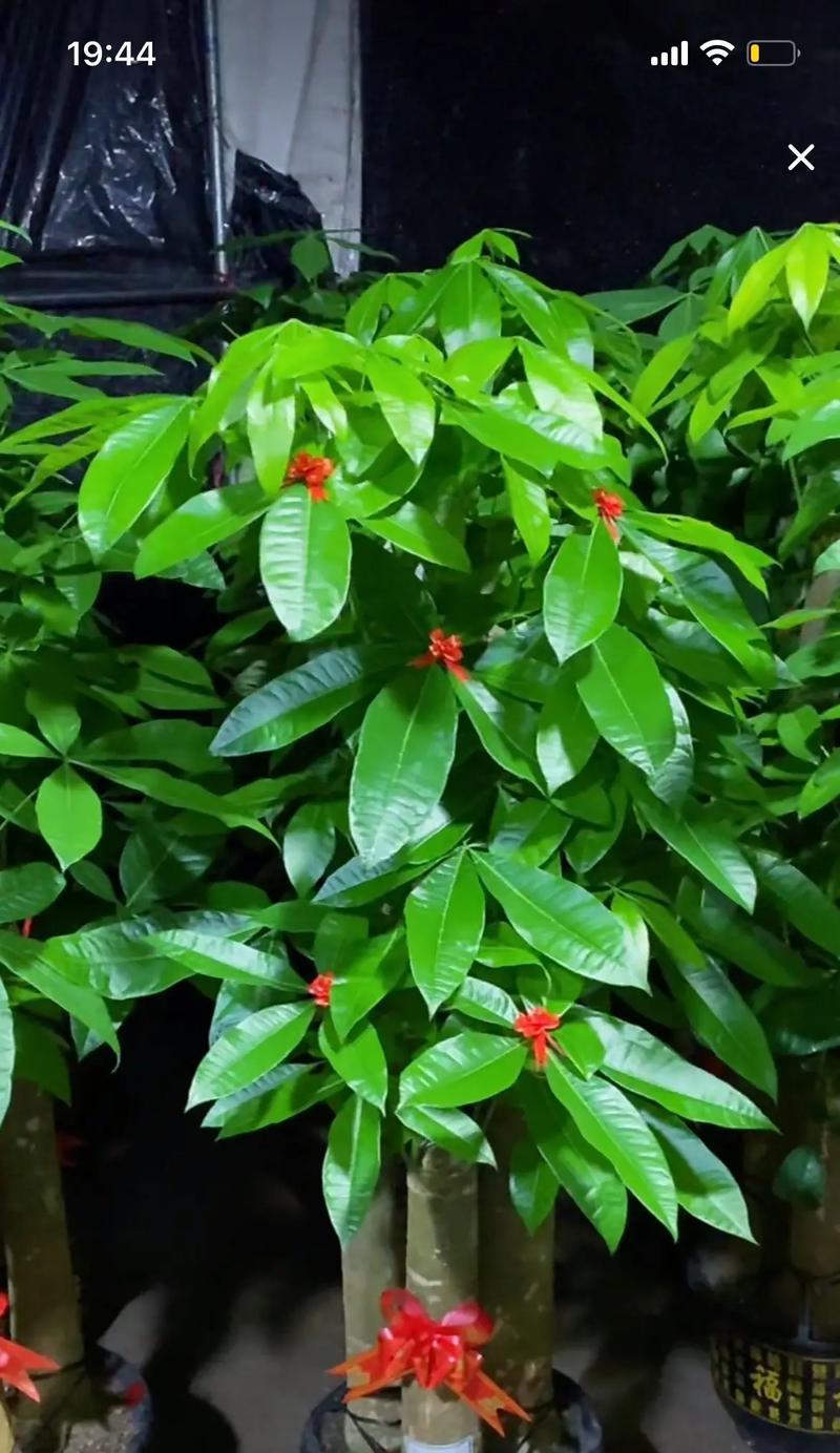 四季常青植物有哪些？