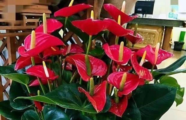 哪些花喜阴？喜阴花卉的养护技巧是什么？