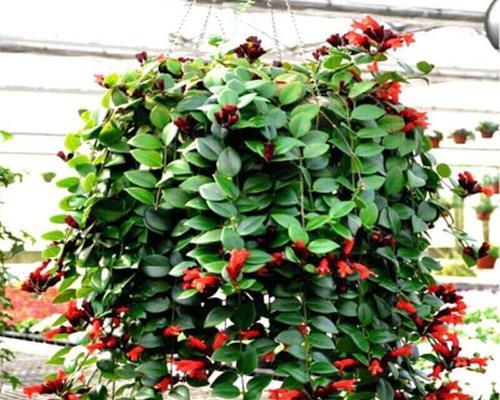 哪些花喜阴？喜阴花卉的养护技巧是什么？