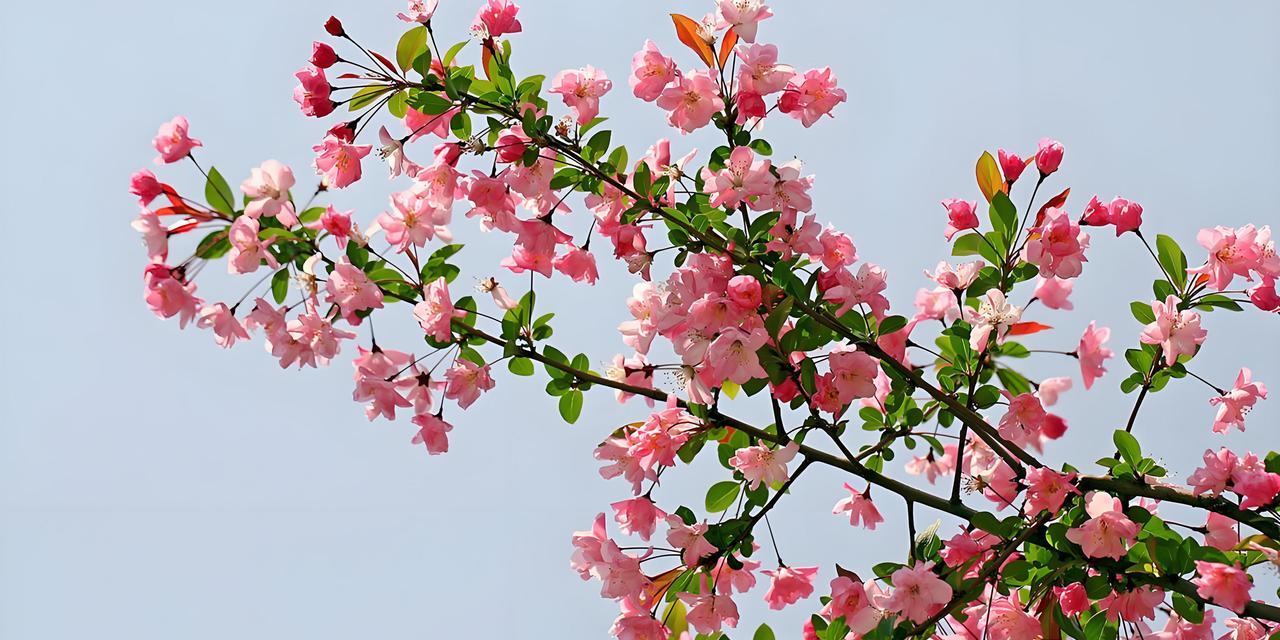 哪些花喜阴？喜阴花卉的养护技巧是什么？