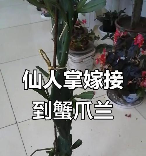 仙人掌嫁接蟹爪兰的步骤是什么？