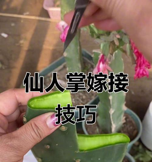仙人掌嫁接蟹爪兰的步骤是什么？