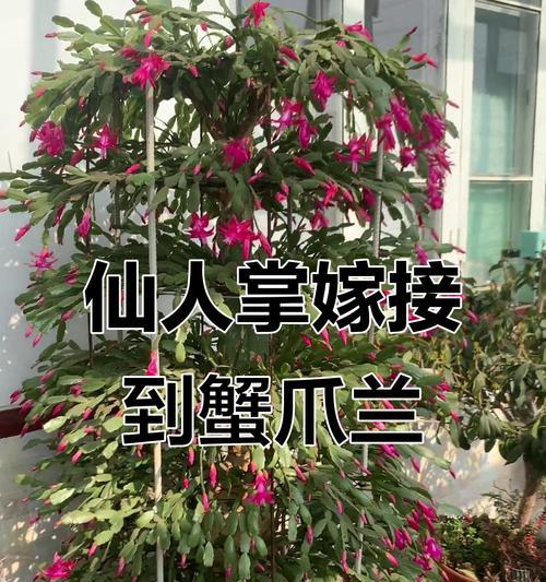 仙人掌嫁接蟹爪兰的步骤是什么？
