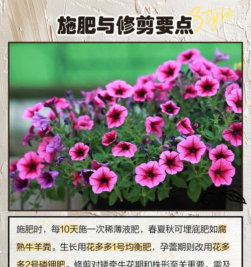 矮牛种子播种方法及养护要点？