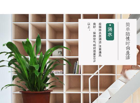 也门铁浇水技巧是什么？