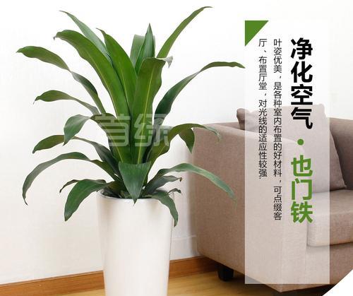 也门铁浇水技巧是什么？