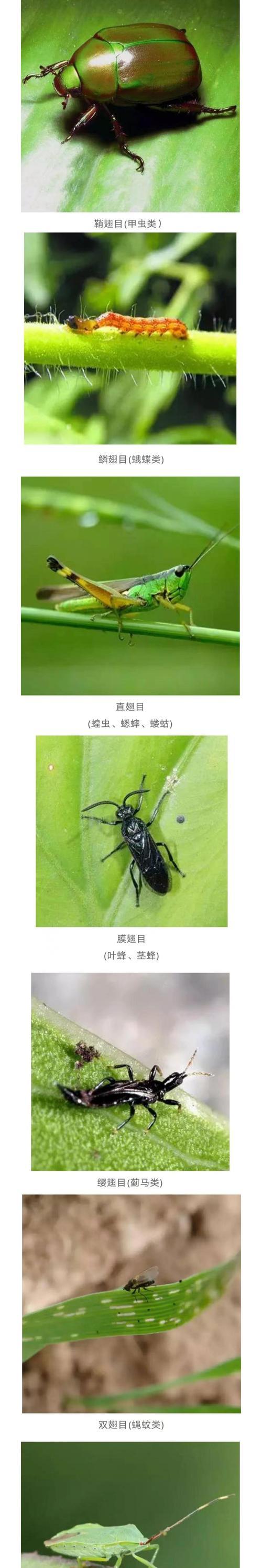 花草除虫的有效方法是什么？如何自然地去除植物害虫？
