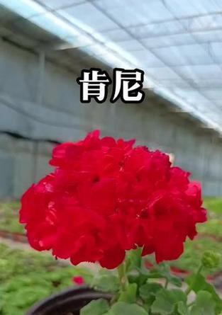 重瓣天竺葵有哪些品种？重瓣天竺葵品种的养护技巧是什么？