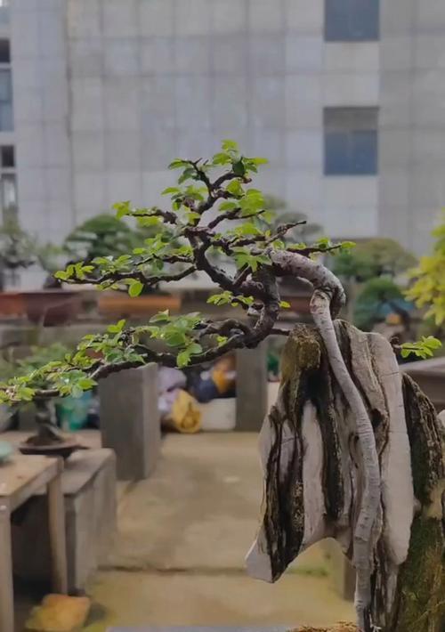 哪些石头适合制作盆景？制作盆景时应注意什么？
