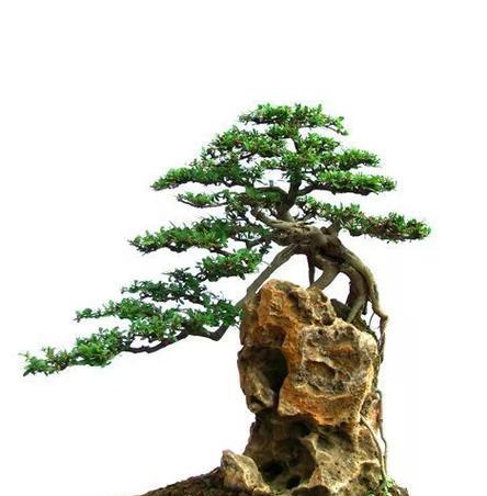 哪些石头适合制作盆景？制作盆景时应注意什么？