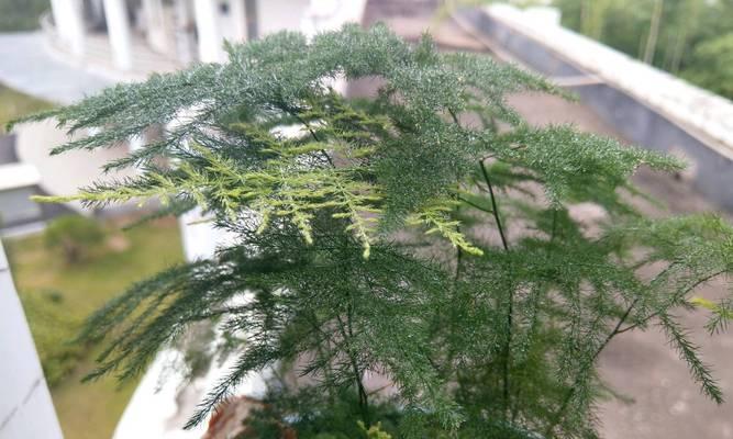 双线植物的养护技巧是什么？需要注意哪些问题？