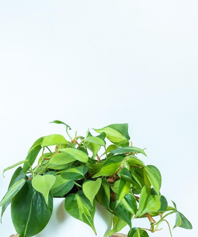 双线植物的养护技巧是什么？需要注意哪些问题？