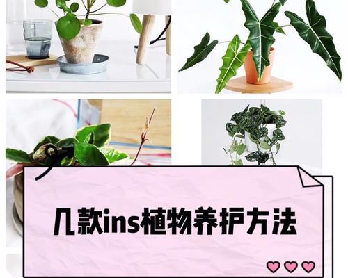 双线植物的养护技巧是什么？需要注意哪些问题？