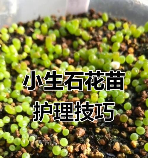 生石花的种植步骤和养护要点是什么？