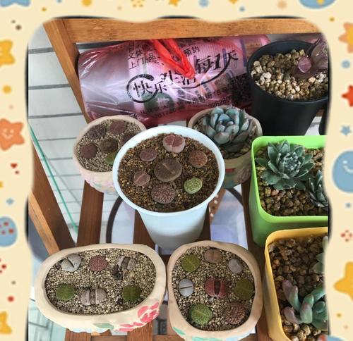 生石花的种植步骤和养护要点是什么？