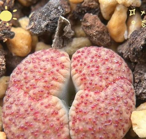 生石花的种植步骤和养护要点是什么？