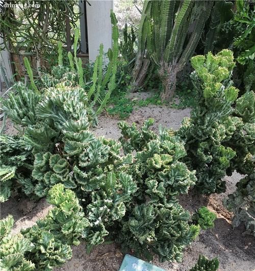 春峰植物的养殖方法和注意事项是什么？