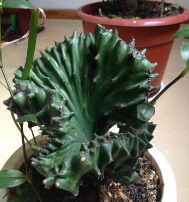 春峰植物的养殖方法和注意事项是什么？