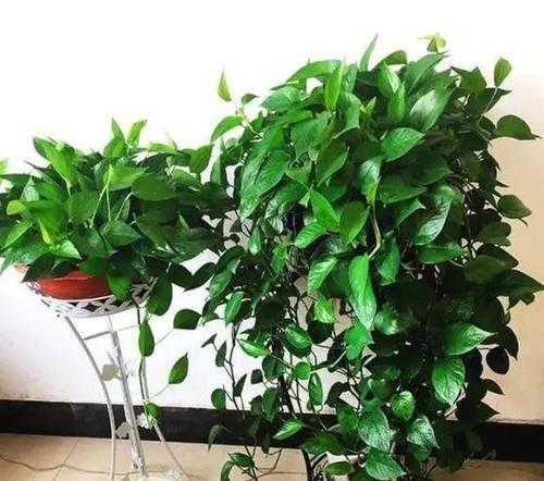 绿萝有哪些品种？不同品种的绿萝有哪些特点？