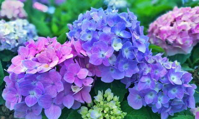 夏季适合种植哪些花卉？夏季花卉的养护技巧有哪些？