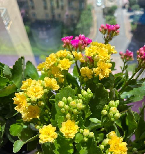 夏季适合种植哪些花卉？夏季花卉的养护技巧有哪些？