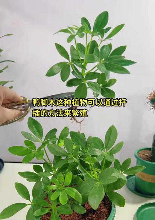 鸭脚木种植要点是什么？怎样才能茁壮成长？