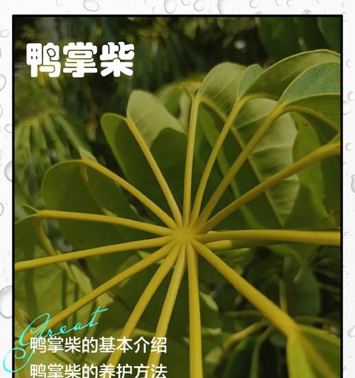鸭脚木种植要点是什么？怎样才能茁壮成长？