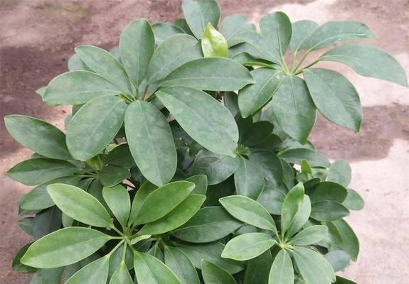 鸭脚木种植要点是什么？怎样才能茁壮成长？