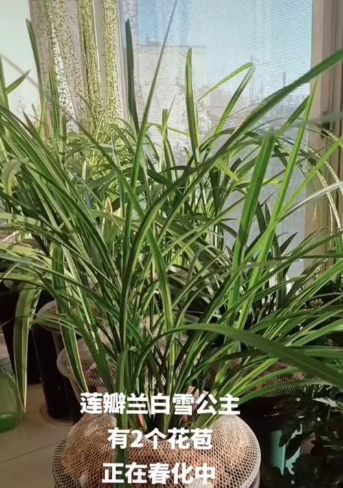 白雪公主盆栽的养护技巧有哪些？