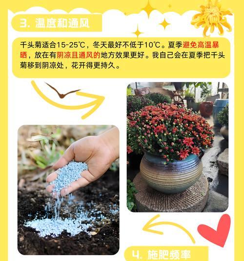 吊养植物有哪些种类？它们的养护要点是什么？
