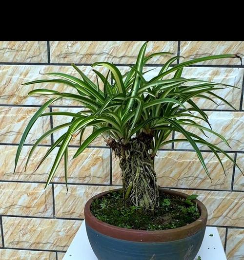 吊养植物有哪些种类？它们的养护要点是什么？