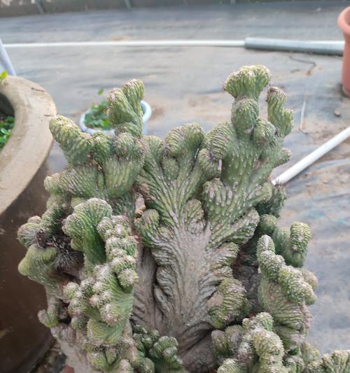 吊养植物有哪些种类？它们的养护要点是什么？